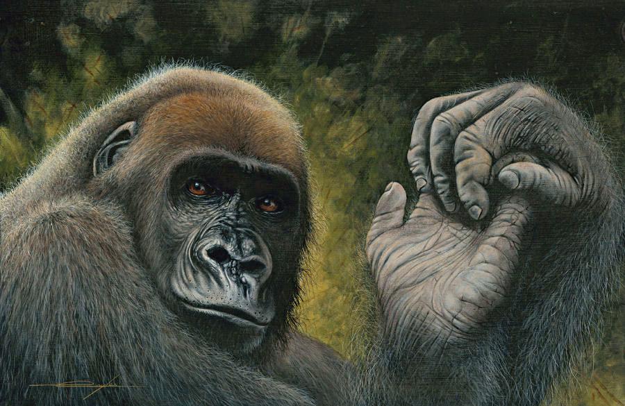 World premiere of a high-realist portrait of the Cross River gorilla