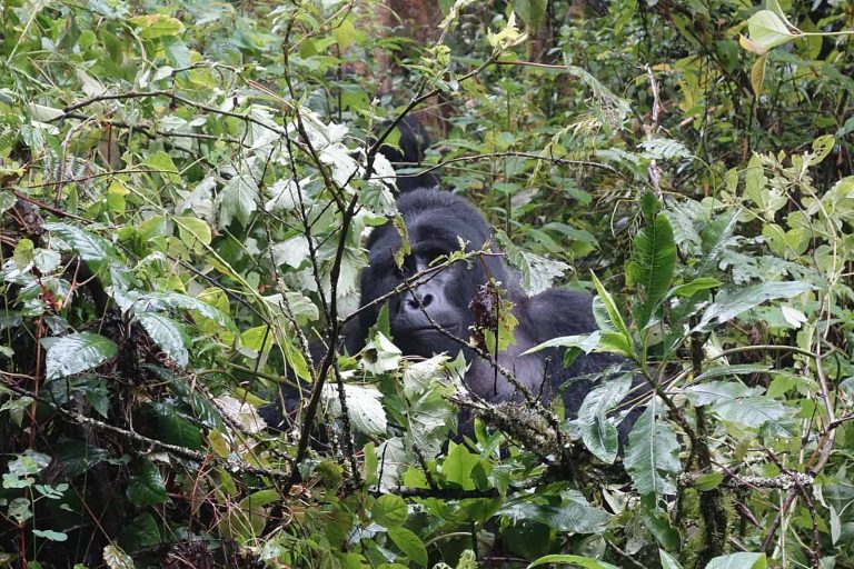 Continent-Wide UN Action Plan Seeks to Save the Gorilla