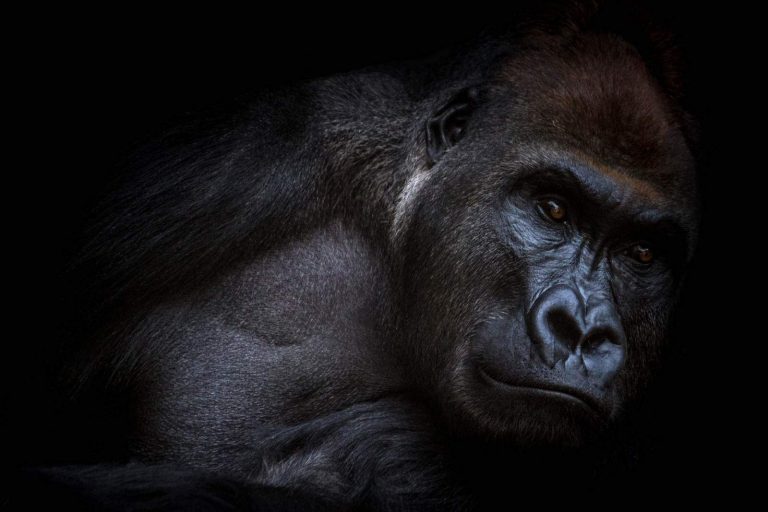 Cameroon “new gorillas” need protection