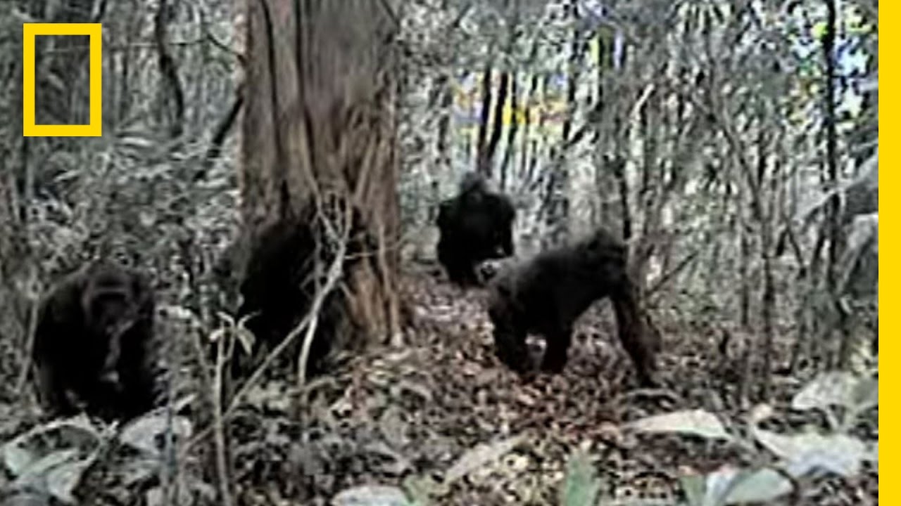 Rare Video of Cross River Gorillas in Cameroon