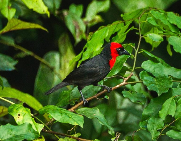 Threatened bird thought to exist only in Nigeria and Ghana discovered in Cameroon