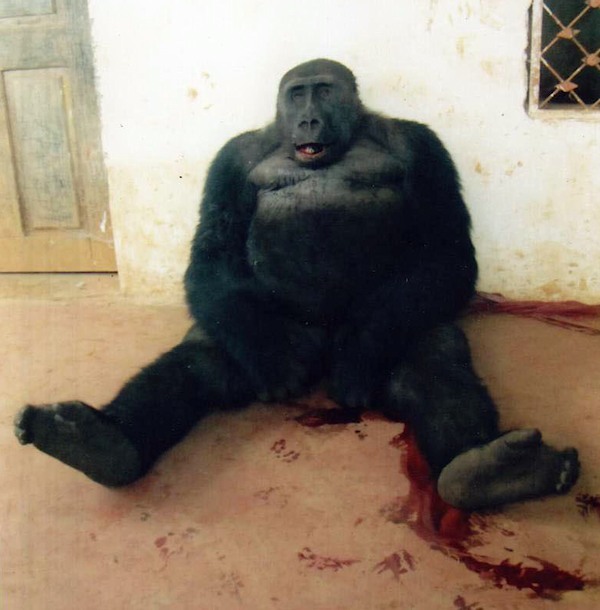 Cross River Gorilla Silverback Slaughtered in Cameroon