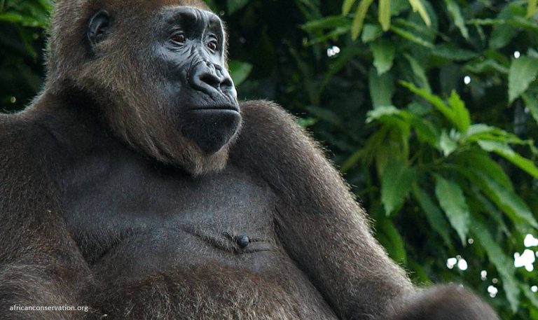 New Conservation Complex Will Protect Critically Endangered Cross River Gorillas in the Cameroon Highlands