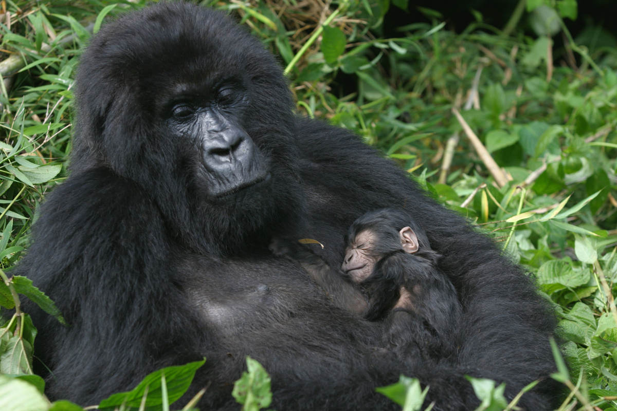 Importance of Ecotourism for Gorilla Conservation