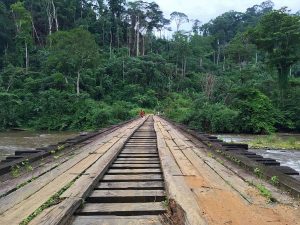 bridge rainforest