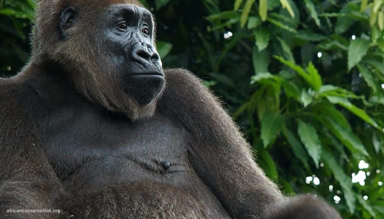 Conservation Groups Launch Campaign to Save Last Cross River Gorillas