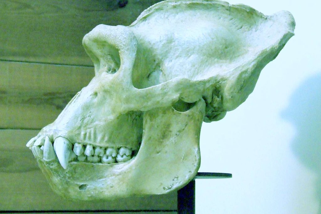 gorilla-skull