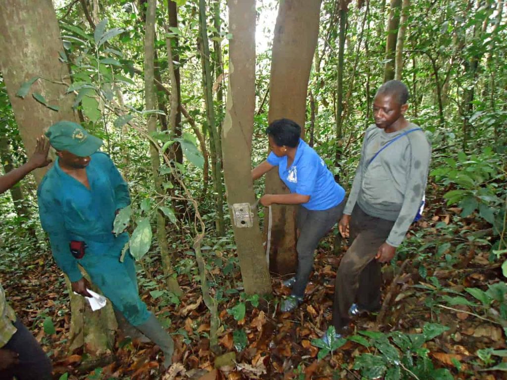 rainforest conservation team