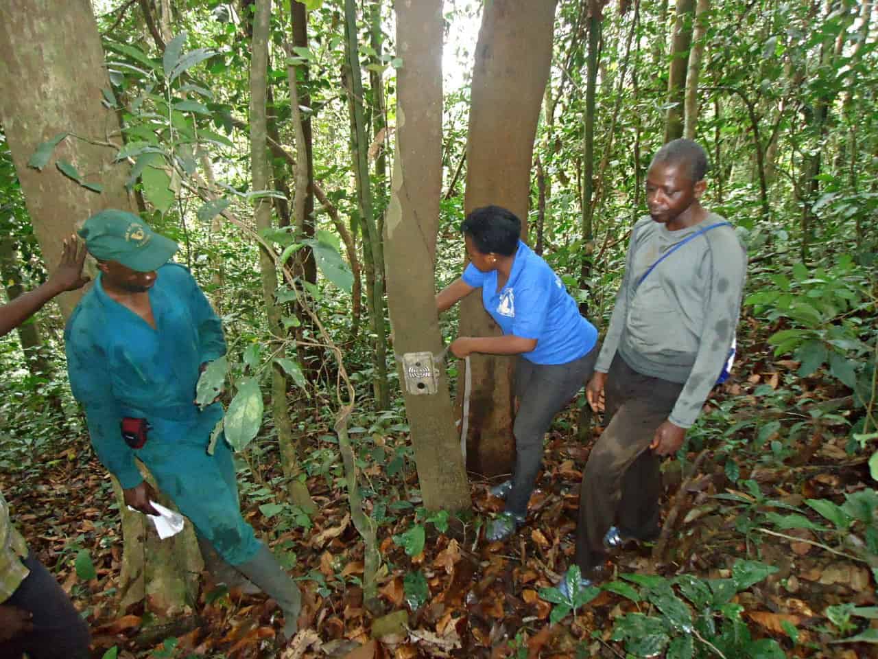 Great apes researcher Gwendolyn Angwa recording chimpanzee data in Tofala Hill Wildlife Sanctuary.