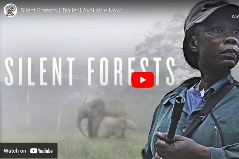 Silent Forests: What is it like to be on the frontlines of forest elephant conservation?
