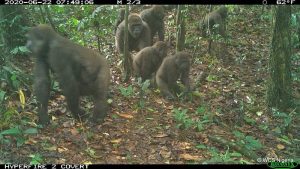 Cross River gorilla group including adults and young of different ages Mbe Mountains, Nigeria June 2020.