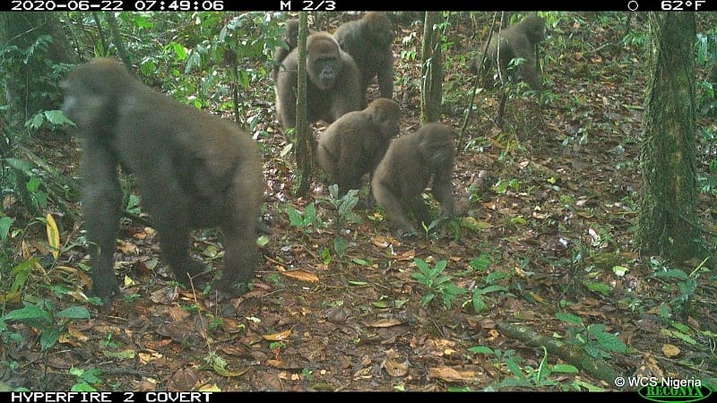 For world's rarest gorillas, camera traps prove pivotal for protection