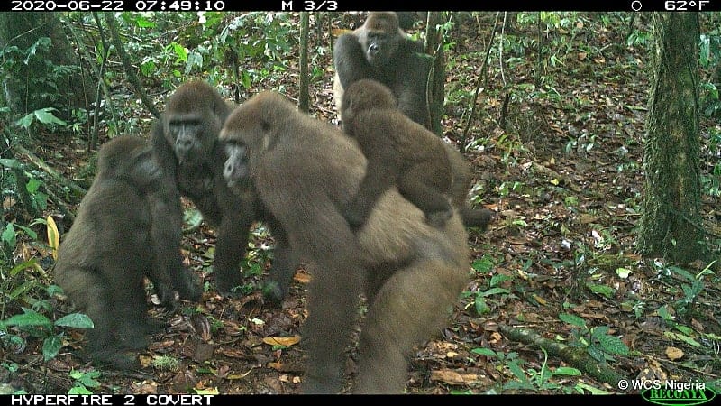 Cross River gorilla group including adults and young of different ages Mbe Mountains, Nigeria June 2020.