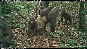 Cross River gorilla, camera trap images, Nigeria