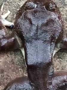frog tofala hill wildlife sanctuary cameroon