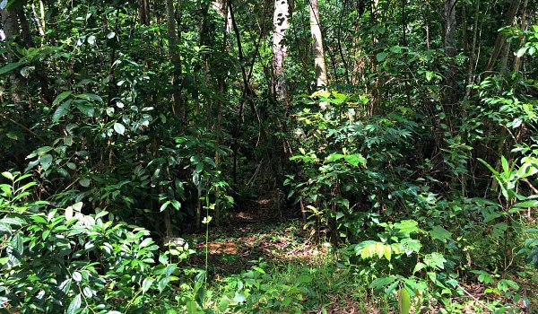 rainforest restoration cameroon