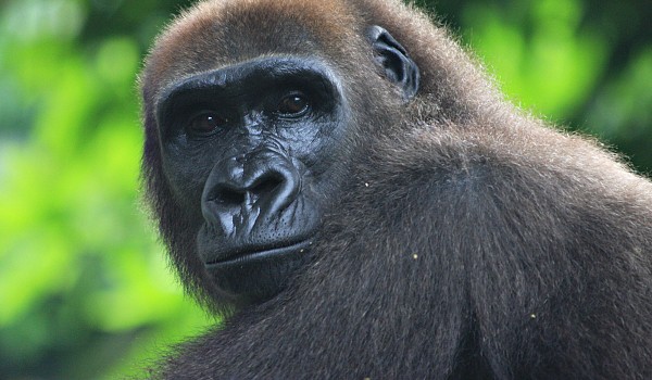 cross river gorilla