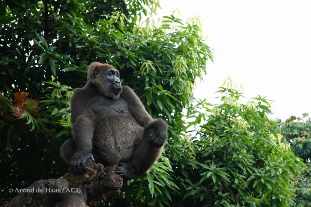 Cross river gorilla cameroon