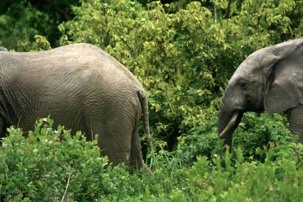 Forest elephants