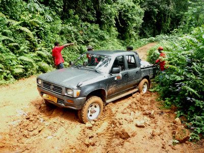 gorilla volunteer programme