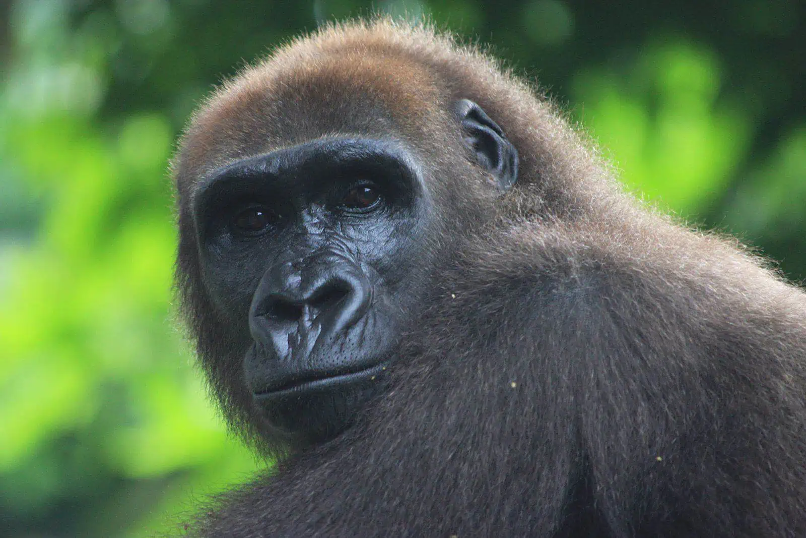 Cross River gorilla endangered